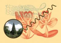 Guided tour of the Botanical Garden